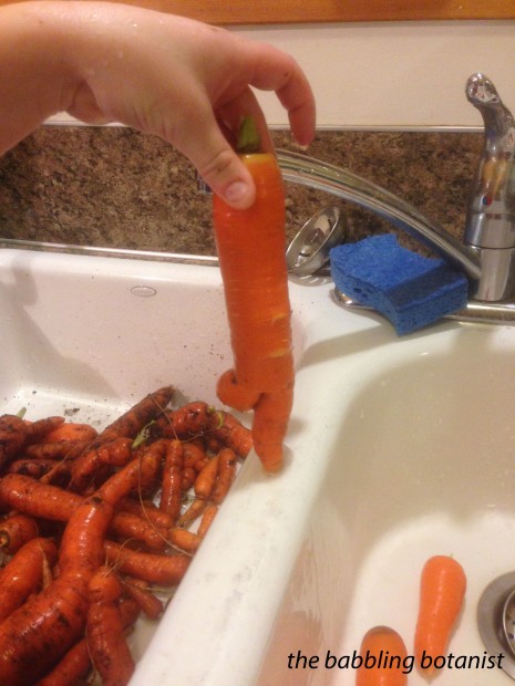 carrot3